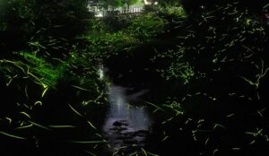 熊本県「ホタルの里」で幻想的なホタルの舞が最盛期！ｗｗｗ