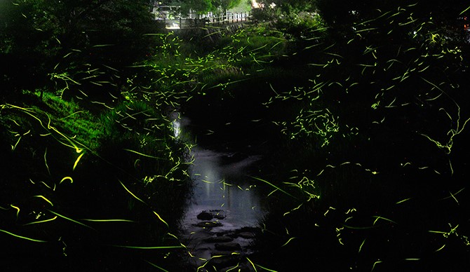 熊本県「ホタルの里」で幻想的なホタルの舞が最盛期!www