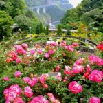 熱海「ACAO FOREST」バラの祭典、600種のバラが見頃です！
