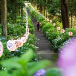 【朗報】梅雨の季節に楽しむ、栃木のアジサイスポット巡り!