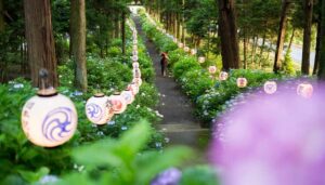 【朗報】梅雨の季節に楽しむ、栃木のアジサイスポット巡り！