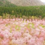 【朗報】愛子さまの誕生を記念、福島桜峠「まぼろしの桜」が見頃！