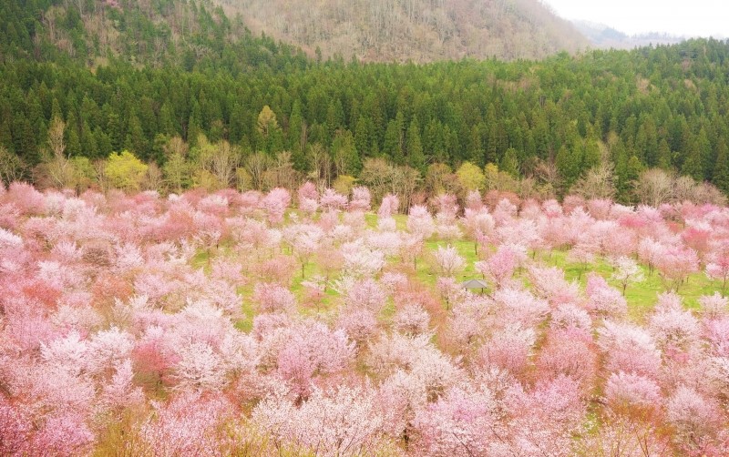 【朗報】愛子さまの誕生を記念、福島桜峠「まぼろしの桜」が見頃!