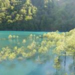 秋田「秋扇湖の水没林を愉しむ」自然が創る芸術に癒やされる旅
