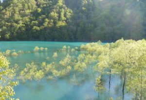 秋田「秋扇湖の水没林を愉しむ」自然が創る芸術に癒やされる旅