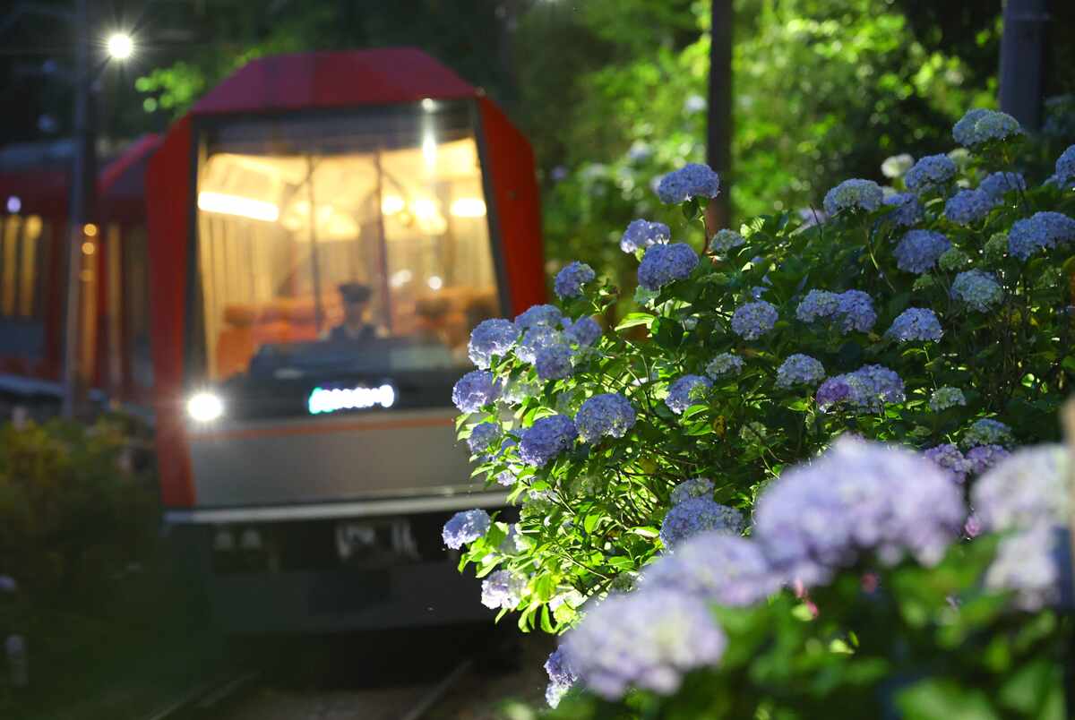 箱根登山電車「夜のあじさい号」で体験する幻想的な箱根の夜!