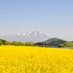 岩手雫石町「菜の花満開!20万本の黄色いじゅうたん」を楽しむ!