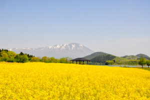 岩手雫石町「菜の花満開！20万本の黄色いじゅうたん」を楽しむ！