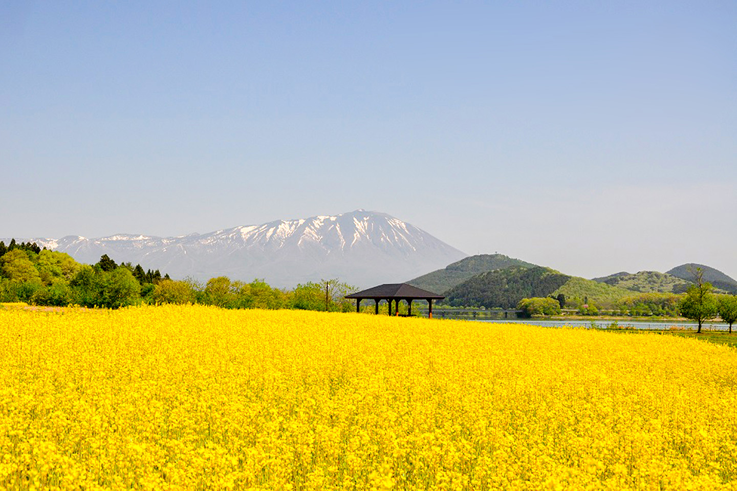 岩手雫石町「菜の花満開!20万本の黄色いじゅうたん」を楽しむ!
