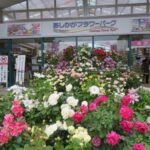 あしかがフラワーパーク・ローズガーデン、2500株のバラが絶景!