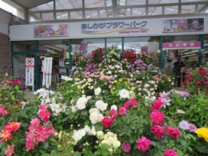 あしかがフラワーパーク・ローズガーデン、2500株のバラが絶景！