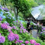 鎌倉長谷寺あじさい路、今年は予約制で快適に鑑賞できるぞｗｗｗ