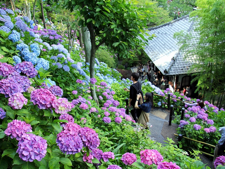 鎌倉長谷寺あじさい路、今年は予約制で快適に鑑賞できるぞwww