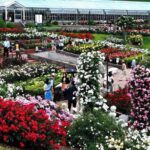 静岡島田市「ばらの丘フェスティバル」5千株のバラが咲き誇る!