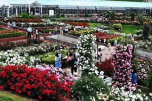 静岡島田市「ばらの丘フェスティバル」5千株のバラが咲き誇る！