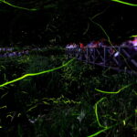 兵庫県、才金地区を流れる桜山川でゲンジホタルの乱舞ピーク!