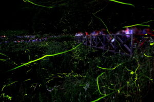 兵庫県、才金地区を流れる桜山川でゲンジホタルの乱舞ピーク!