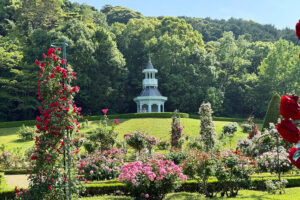 伊豆「河津バガテル公園」で過ごす優雅なバラとカフェの体験！