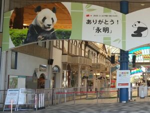 本日「アドベンチャーワールド」４頭のパンダ最後の一般公開！