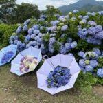群馬県「下仁田あじさい園」斜面に20種2万株！涼しげな夏の風景