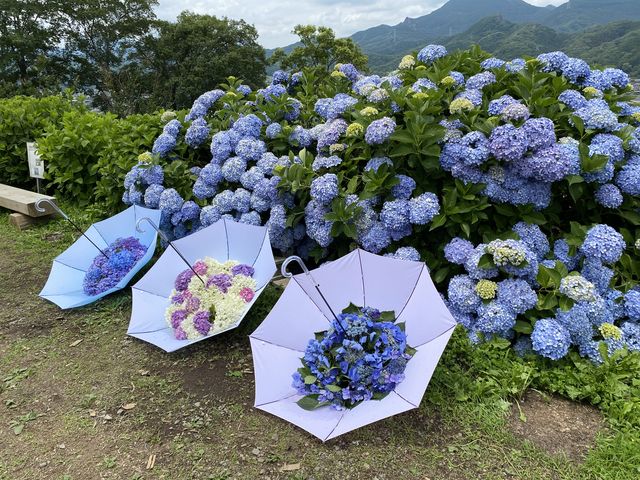群馬県「下仁田あじさい園」斜面に20種2万株!涼しげな夏の風景