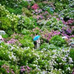 静岡「下田公園あじさい祭」群生数日本一！300万輪が咲き誇る！
