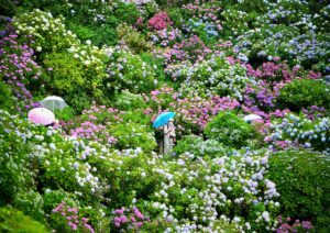 静岡「下田公園あじさい祭」群生数日本一!300万輪が咲き誇る!