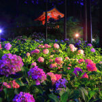 京都・宇治「三室戸寺でアジサイのライトアップ」 22日まで!