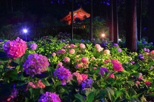 京都・宇治「三室戸寺でアジサイのライトアップ」 22日まで!