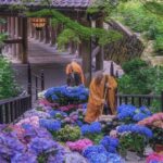 京都・三室戸寺、約2万株のあじさいを楽しむ映えスポット!