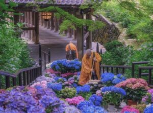 京都・三室戸寺、約2万株のあじさいを楽しむ映えスポット！