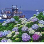 横浜八景島「あじさい祭」開催!帰りは金沢八景でうな重に舌鼓~