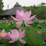 千葉市、千葉公園の「大賀ハス」が見ごろ！池一面に咲き誇る！