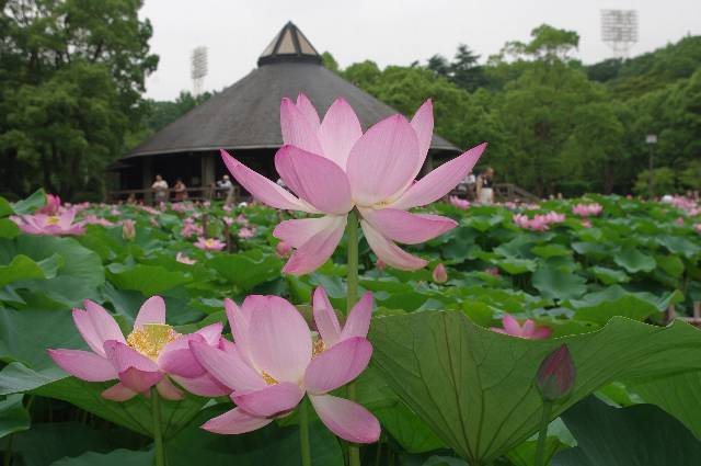 千葉市、千葉公園の「大賀ハス」が見ごろ!池一面に咲き誇る!