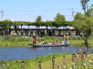 千葉香取市「水郷佐原あやめパーク」小舟でハナショウブ散策！