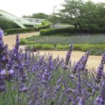 名古屋の初夏の風物詩、ラベンダーフェアが荒子川公園に再来!