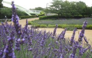 名古屋の初夏の風物詩、ラベンダーフェアが荒子川公園に再来！
