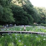 埼玉狭山市、智光山公園の「花菖蒲まつり」6月8日まで開催中!