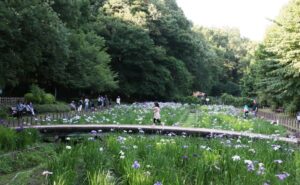 埼玉狭山市、智光山公園の「花菖蒲まつり」6月8日まで開催中！
