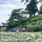 見頃ピーク!小田原城「あじさい花菖蒲まつり」6月15日まで!