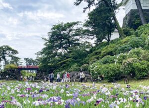 見頃ピーク!小田原城「あじさい花菖蒲まつり」6月15日まで!
