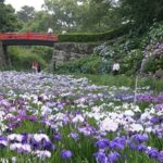 小田原城址公園「あじさい花菖蒲まつり」開催中！6月15日まで