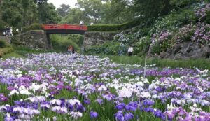 小田原城址公園「あじさい花菖蒲まつり」開催中！6月15日まで