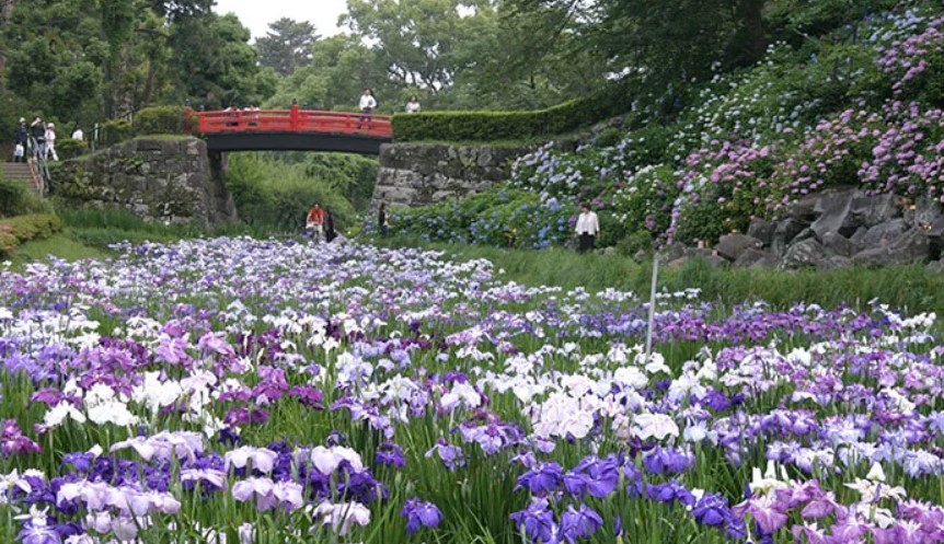 小田原城址公園「あじさい花菖蒲まつり」開催中!6月15日まで