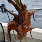 【朗報】6/1 東京湾の船タコ釣り解禁！今年は爆釣の予感！