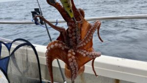 【朗報】6/1 東京湾の船タコ釣り解禁！今年は爆釣の予感！