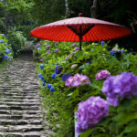 栃木「太平山県立自然公園」2500株の美しい色彩に心奪われる!