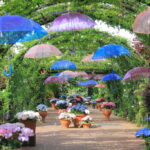 「横浜イングリッシュガーデン」300種700株のアジサイが見頃！