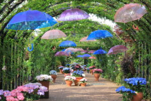 「横浜イングリッシュガーデン」300種700株のアジサイが見頃！