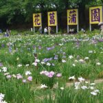 福井あわら市「第38回北潟湖畔花菖蒲まつり」今週末見頃!